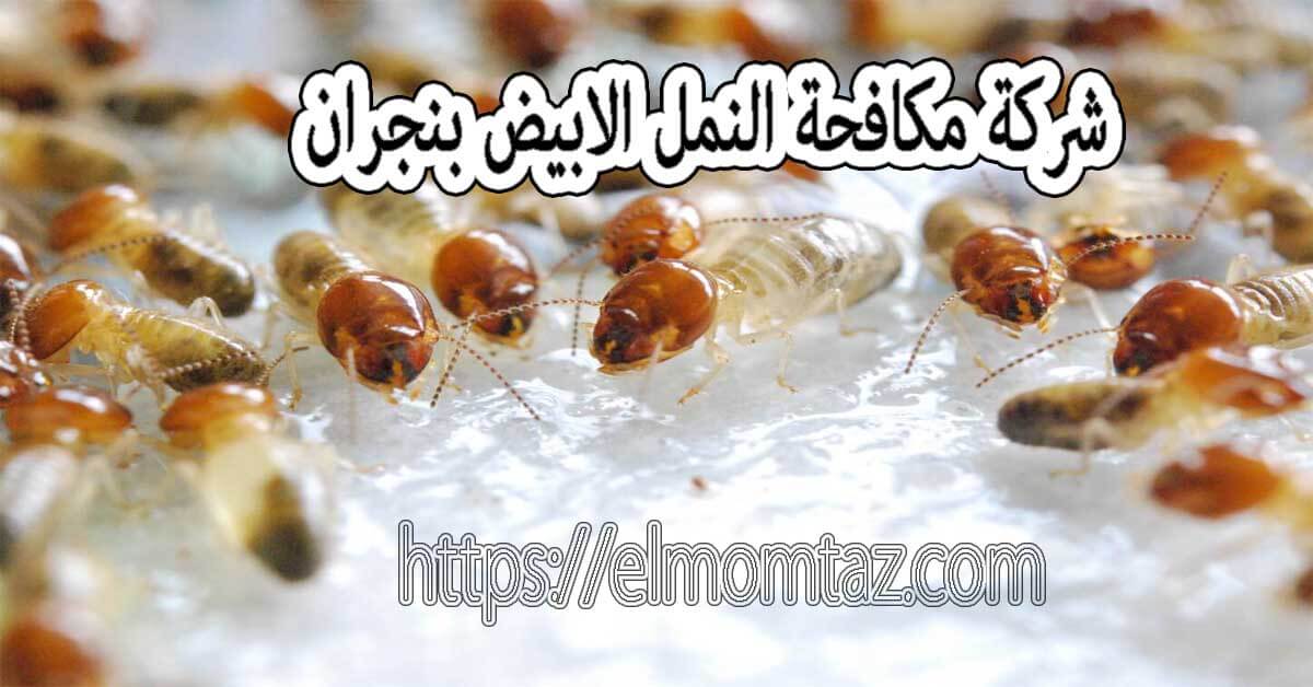 شركة مكافحة النمل الابيض بنجران