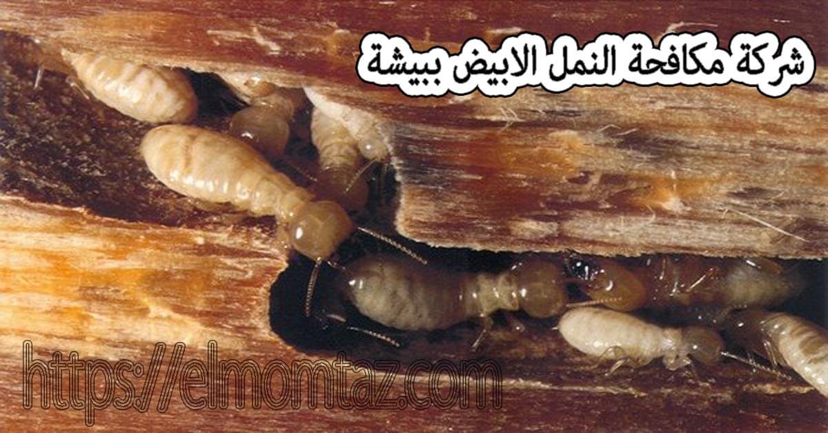 شركة مكافحة النمل الابيض ببيشه